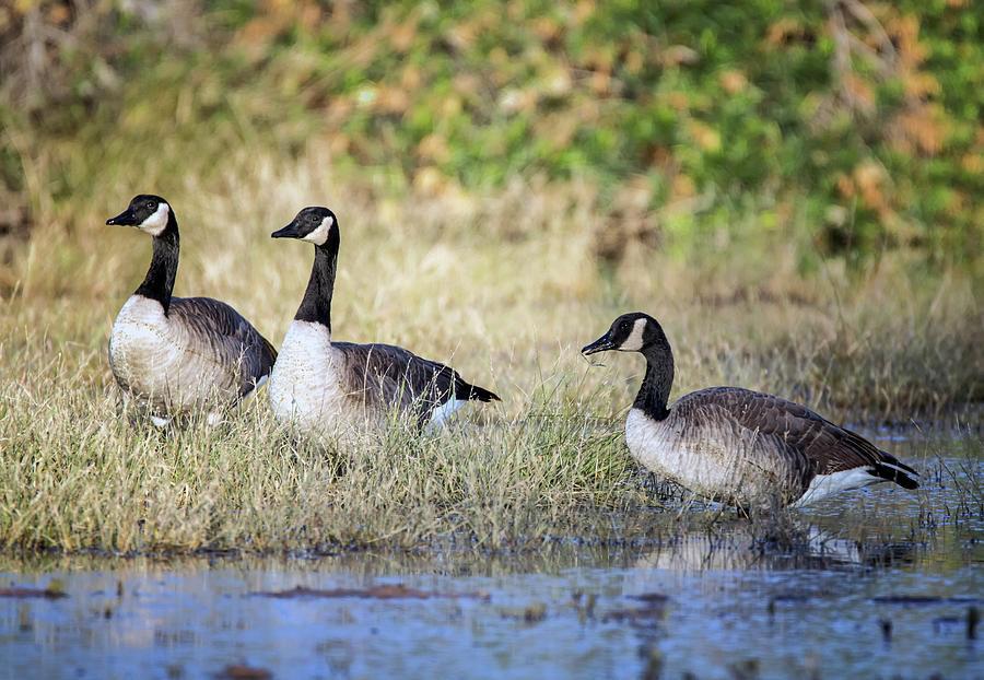Canada Geese 1600-112018-1cr Photograph by Tam Ryan