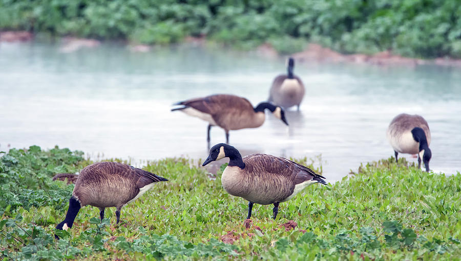 Canada Geese 2090-113018-1cr Photograph by Tam Ryan