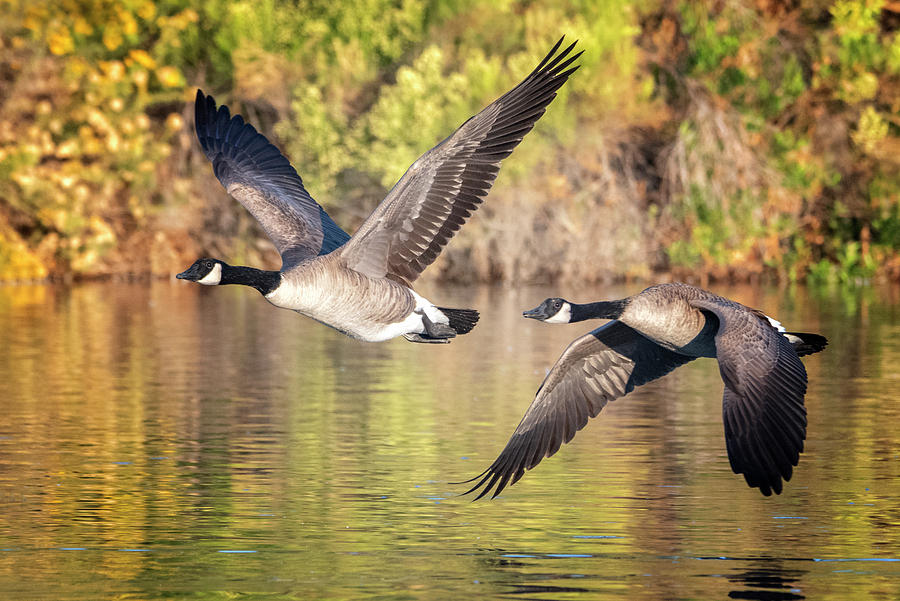 Canada Geese 2538-102319 Photograph by Tam Ryan