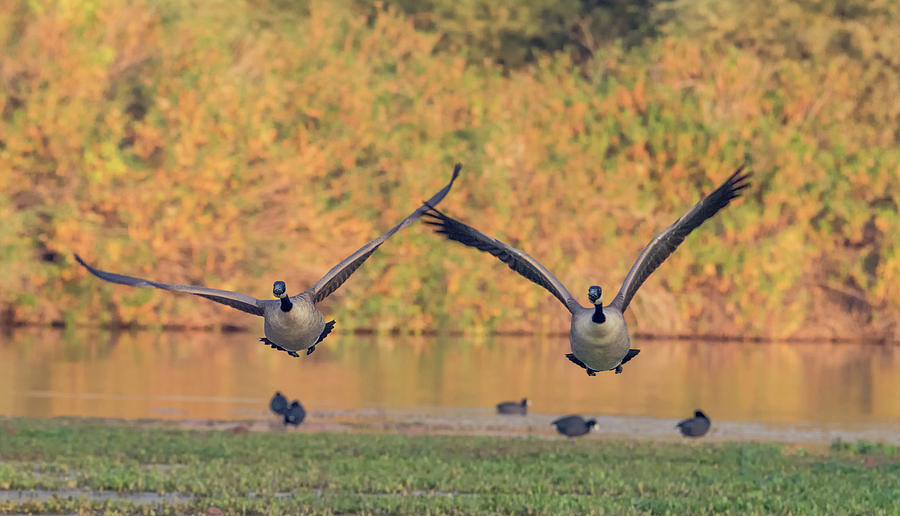Canada Geese 2793-120218-1cr Photograph by Tam Ryan