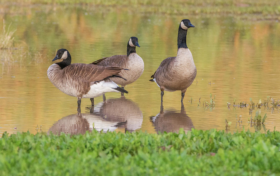 Canada Geese 2795-120218-1cr Photograph by Tam Ryan
