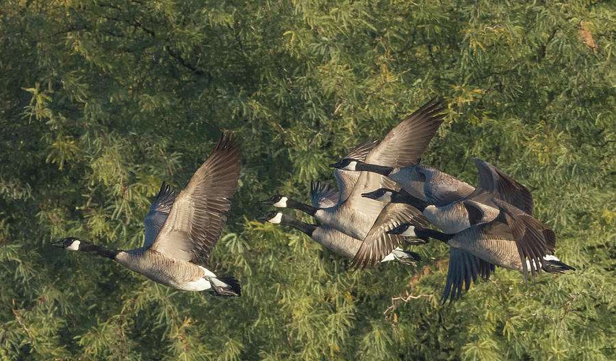 Canada Geese 3979-120915-2cr Photograph by Tam Ryan