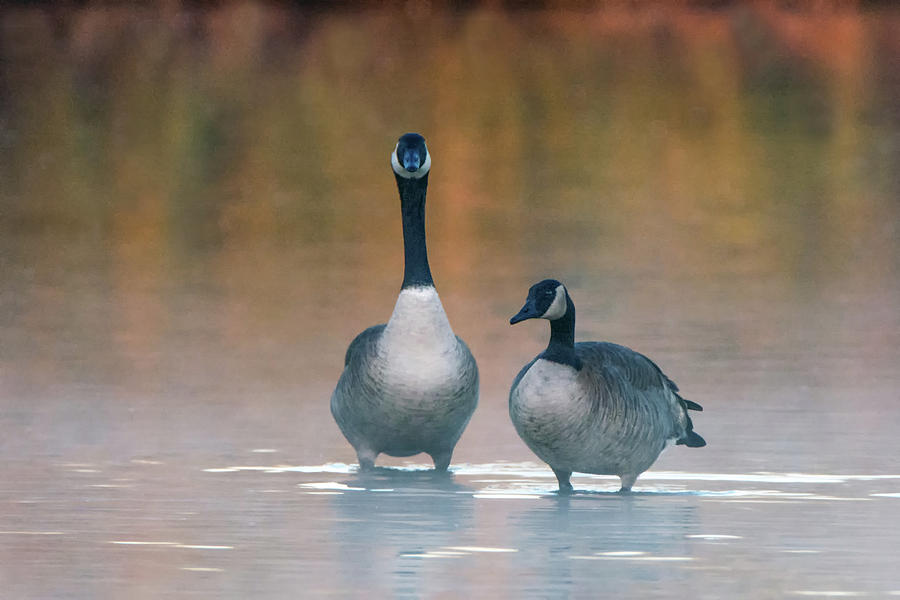 Canada Geese 6633-122018-1 Photograph by Tam Ryan