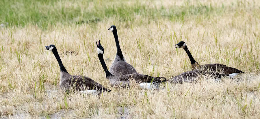 Canada Geese 6983-092519 Photograph by Tam Ryan