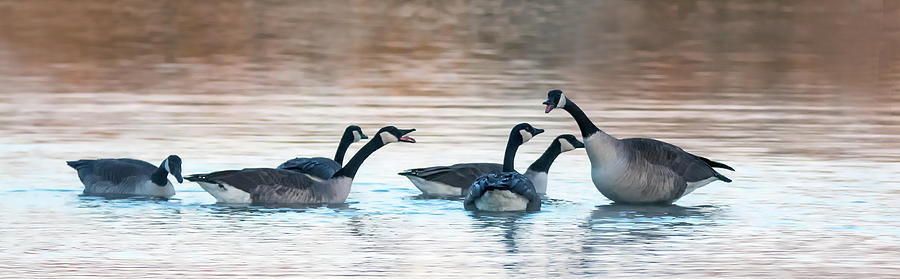 Canada Geese 8054-122718-2 Photograph by Tam Ryan