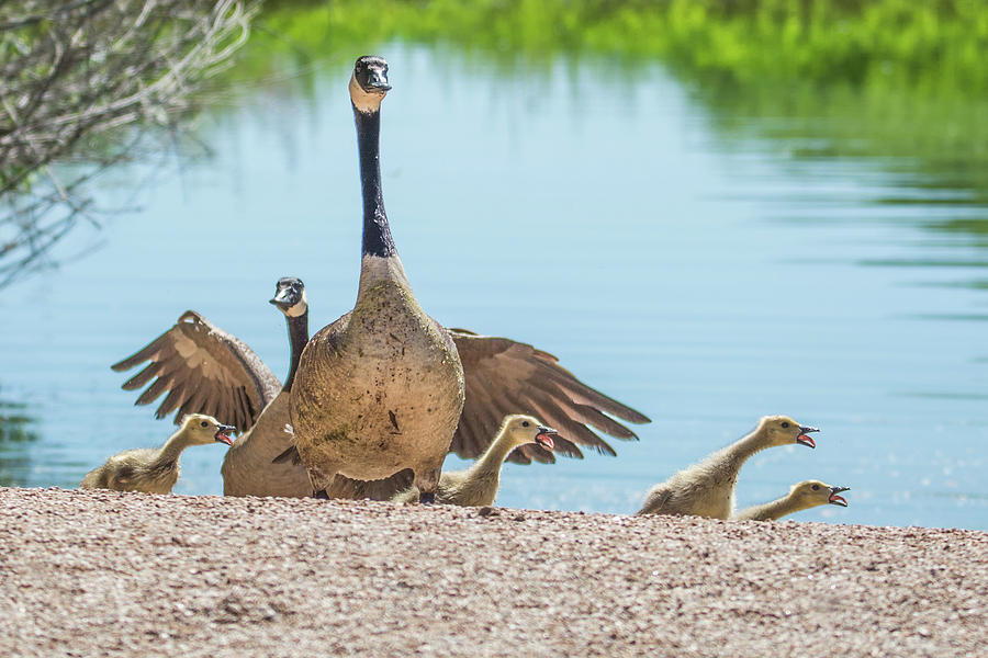 Canada Geese and Adults 7496-041819 Photograph by Tam Ryan
