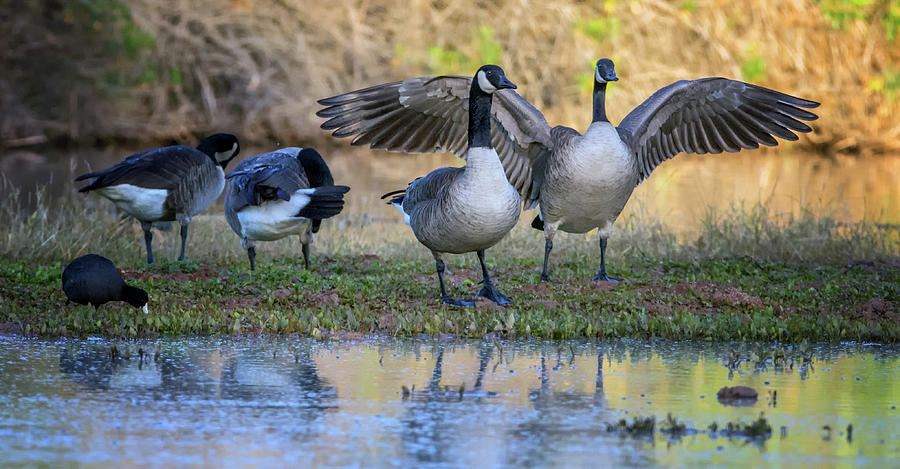 Canada Geese and American Coot 0147-111618-1cr Photograph by Tam Ryan