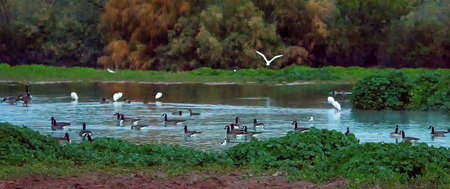 Canada Geese and Egrets at Dawn 6950-122118-1 Photograph by Tam Ryan