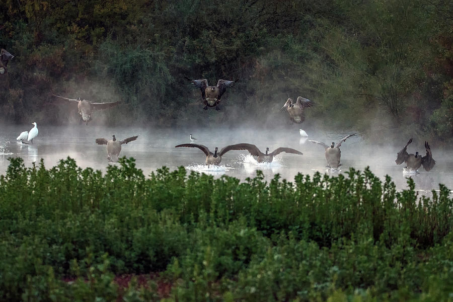 Canada Geese and Egrets in the Mist 3890-120918-1cr Photograph by Tam Ryan