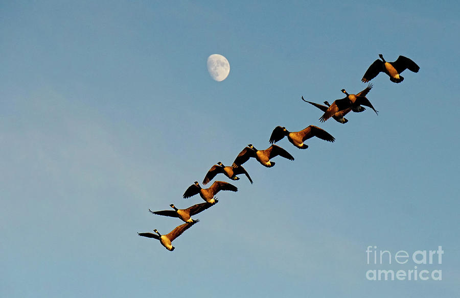 Canada Geese and Moon Photograph by Charline Xia