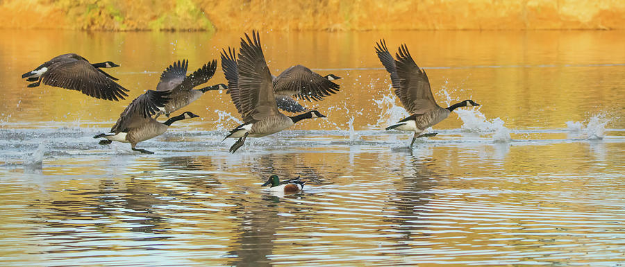 Canada Geese and Northern Shoveler 2458-012119 Photograph by Tam Ryan