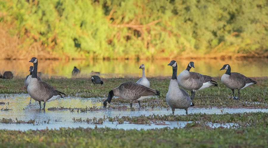 Canada Geese and Snow Goose 0554-111718-1cr Photograph by Tam Ryan
