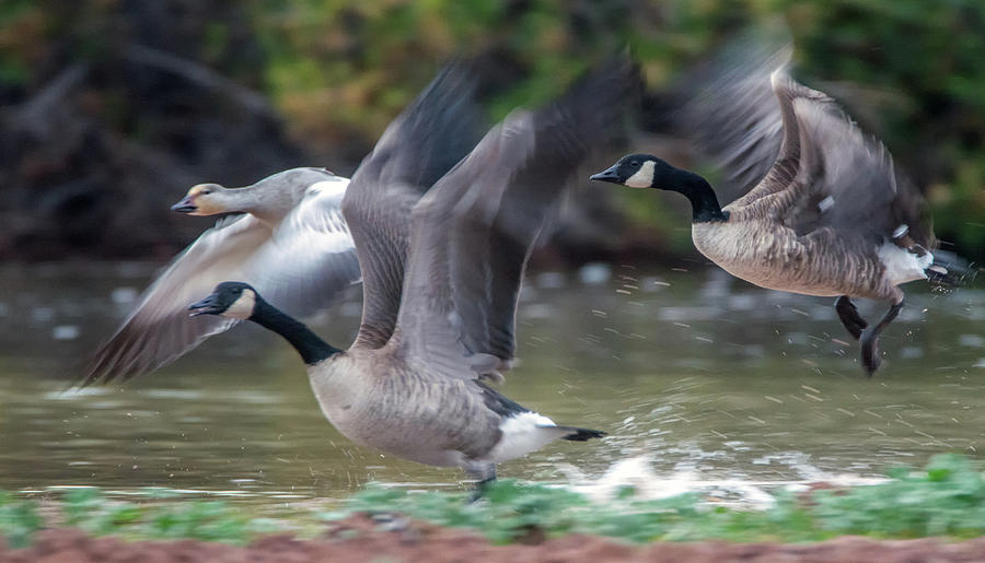 Canada Geese and Snow Goose 2078-113018-1cr Photograph by Tam Ryan