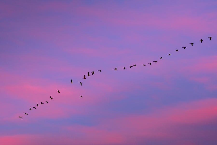 Sunset Photograph - Canada Geese And Sunset by Jian Xu