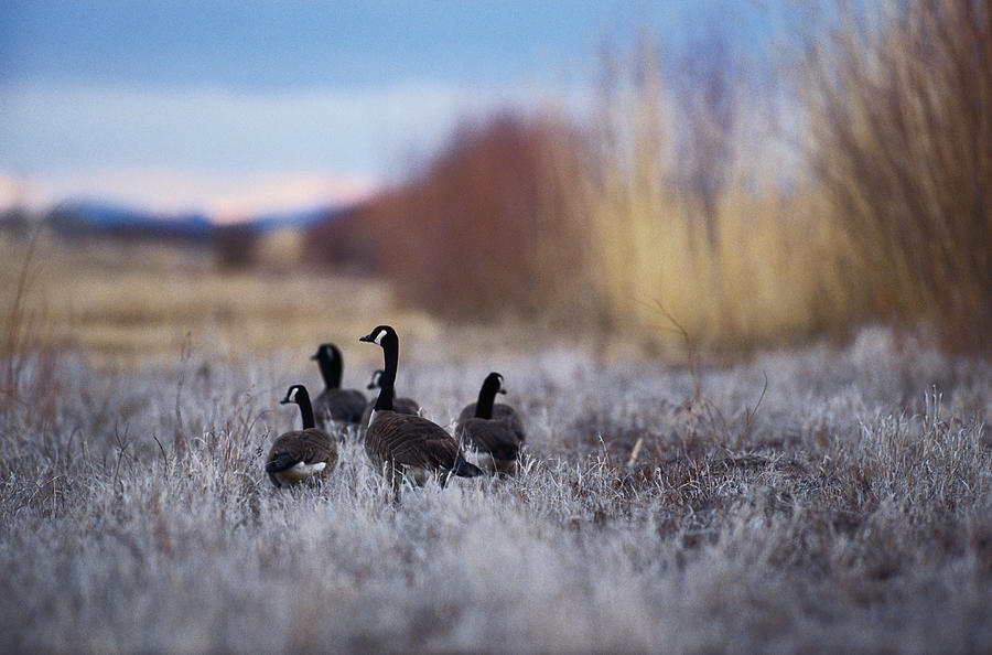 Canada Geese Branta Canadensis, Rear Photograph by Art Wolfe