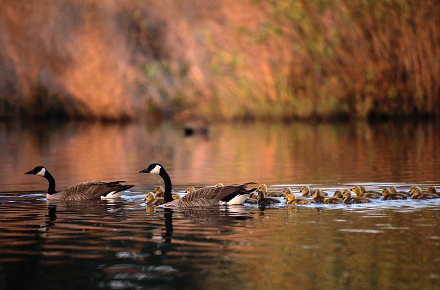 Canada Geese Branta Canadensis With Photograph by Art Wolfe