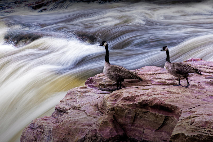 Canada Geese by the Water Falls at Falls Park in Sioux Falls Sou Photograph by Randall Nyhof