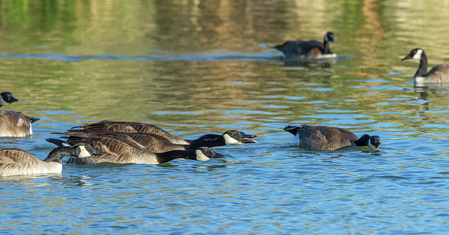 Canada Geese Chase 9580-010219-1 Photograph by Tam Ryan