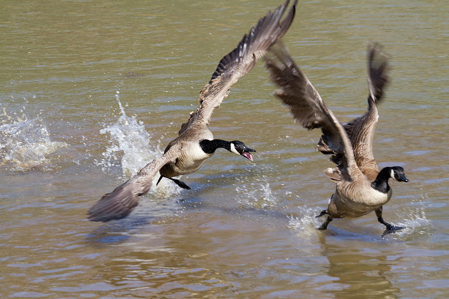 Canada Geese Fighting Photograph by Ivan Kuzmin
