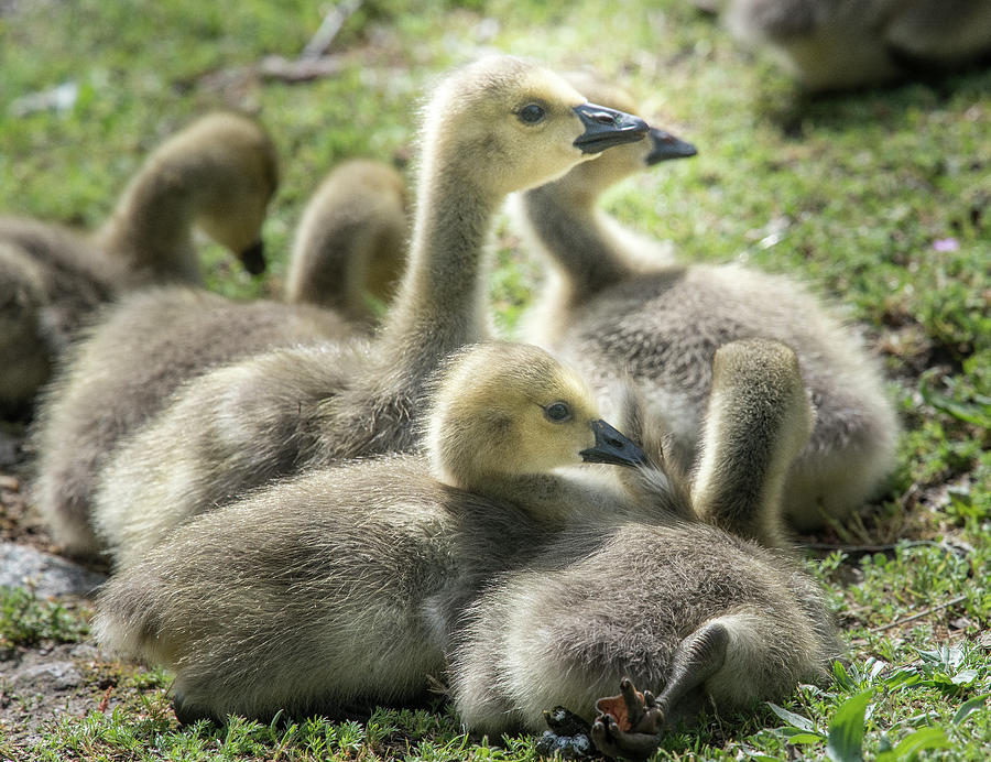 Canada Geese Goslings Huddling Together Photograph by Betty Sederquist ...