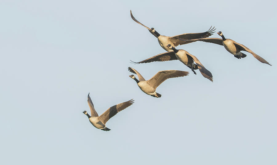 Canada Geese in Flight 1628-112018-1cr Photograph by Tam Ryan