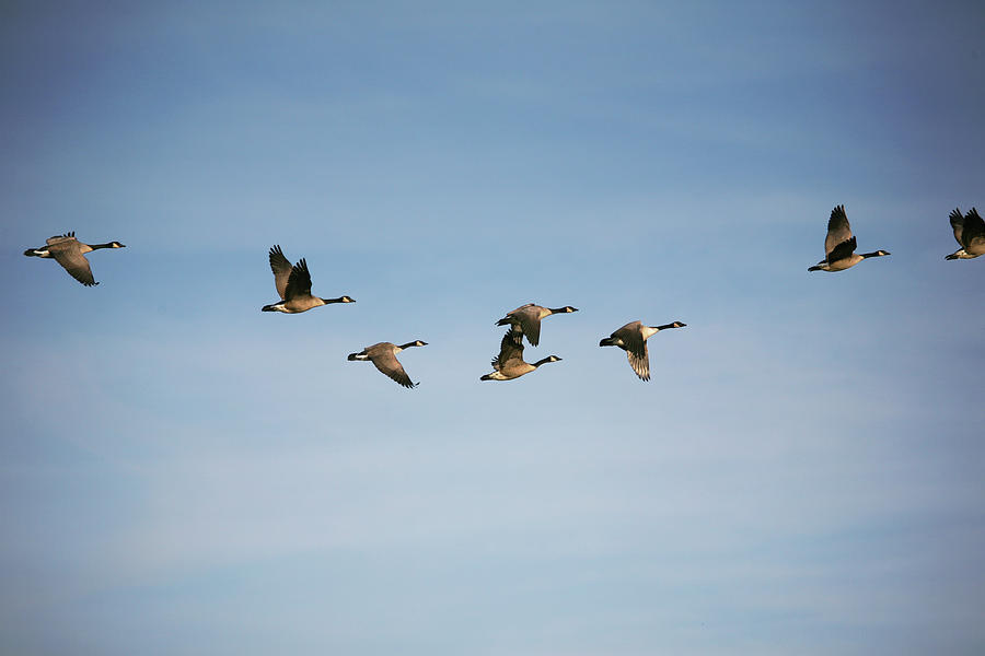 Canada Geese In Flight Photograph by Georgepeters