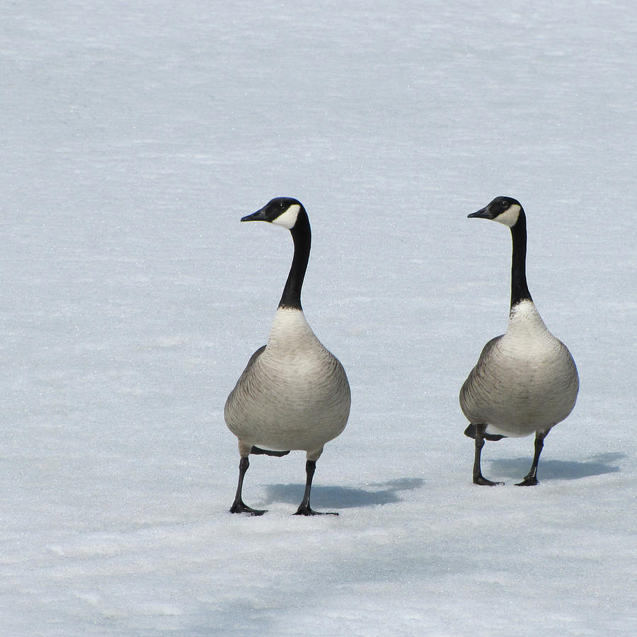 Canada Geese In Snow Photograph by Francois Dion