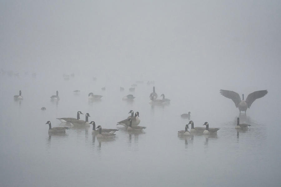 Canada Geese in the Fog 3503-120818-1cr Photograph by Tam Ryan