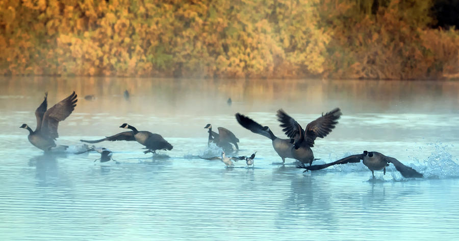 Canada Geese in the Mist 0588-010819 Photograph by Tam Ryan