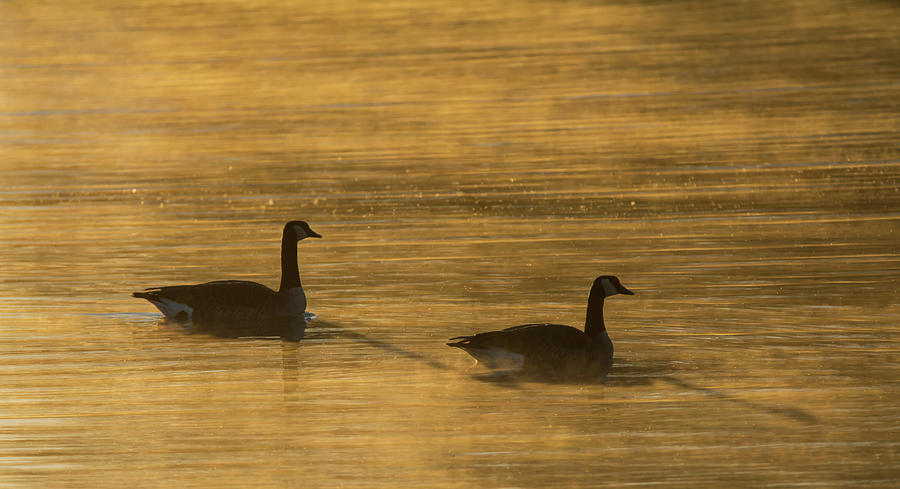 Canada Geese in the Mist 2510-012219 Photograph by Tam Ryan