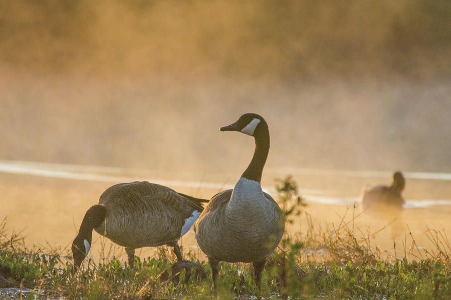 Canada Geese in the Mist 3917-120918-1cr Photograph by Tam Ryan