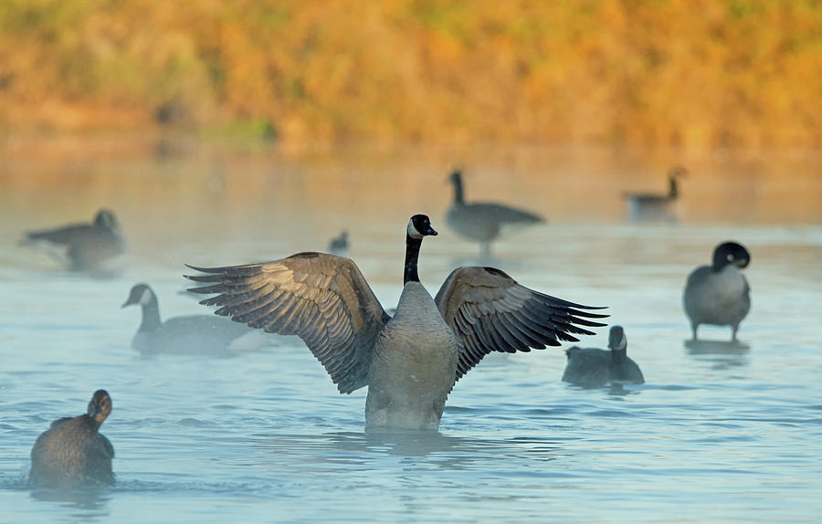 Canada Geese in the Mist 5984-121718-2 Photograph by Tam Ryan