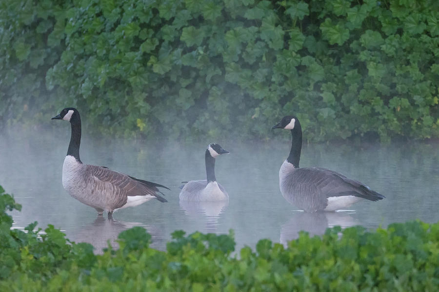 Canada Geese in the Mist 7710-122618-1 Photograph by Tam Ryan