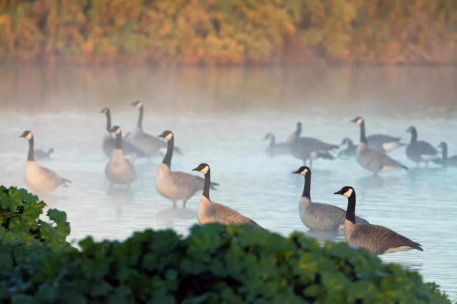 Canada Geese in the Mist 7730-122618-1 Photograph by Tam Ryan