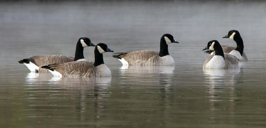 Canada Geese in the Mist 9959-010519-2 Photograph by Tam Ryan