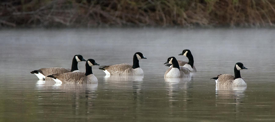 Canada Geese in the Mist 9959-010519 Photograph by Tam Ryan