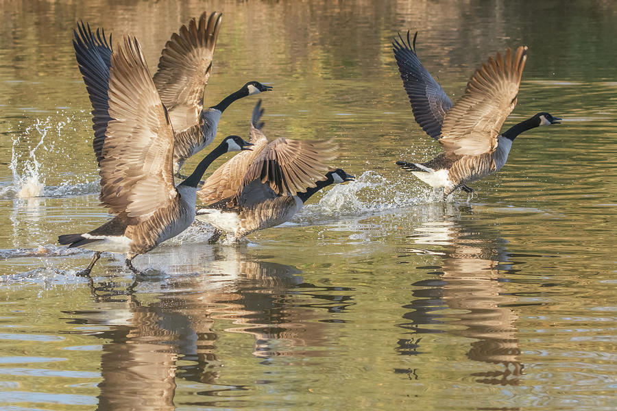 Canada Geese Liftoff 4982-121418-1 Photograph by Tam Ryan