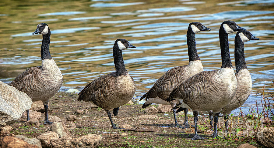 Canada Geese Lineup at Watson Lake Photograph by Priscilla Burgers