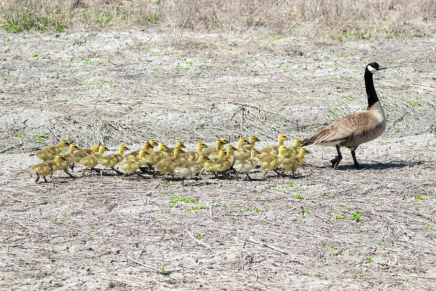 Canada Geese by Michael Chatt Canada Geese by Michael Chatt