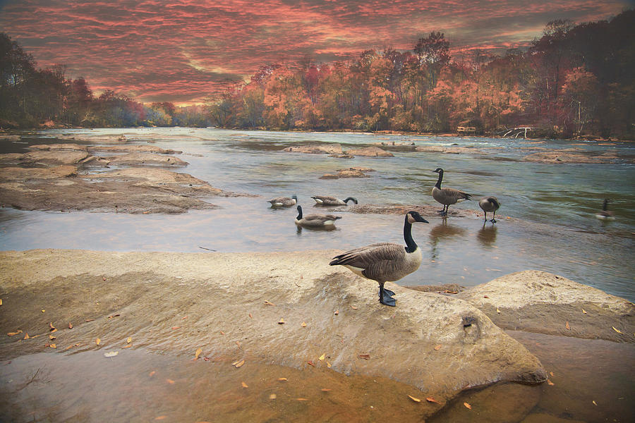 Canada Geese On River Photograph by Pete Severens