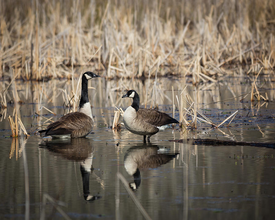 Canada Geese on the Marsh Photograph by Jemmy Archer