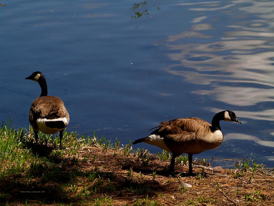Canada Geese Photograph by Richard Thomas