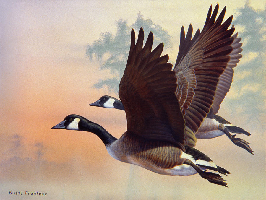 Canada Geese Painting by Rusty Frentner