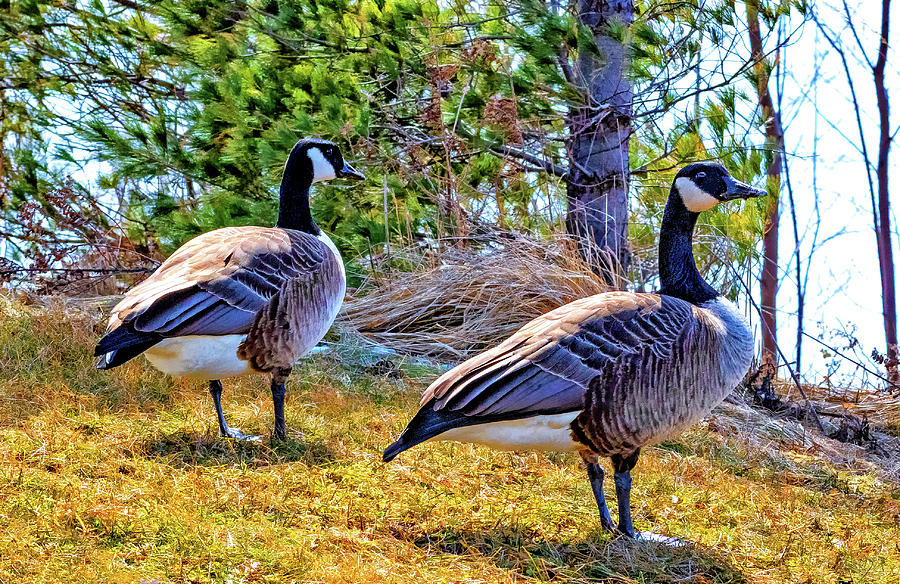 Canada Geese Photograph