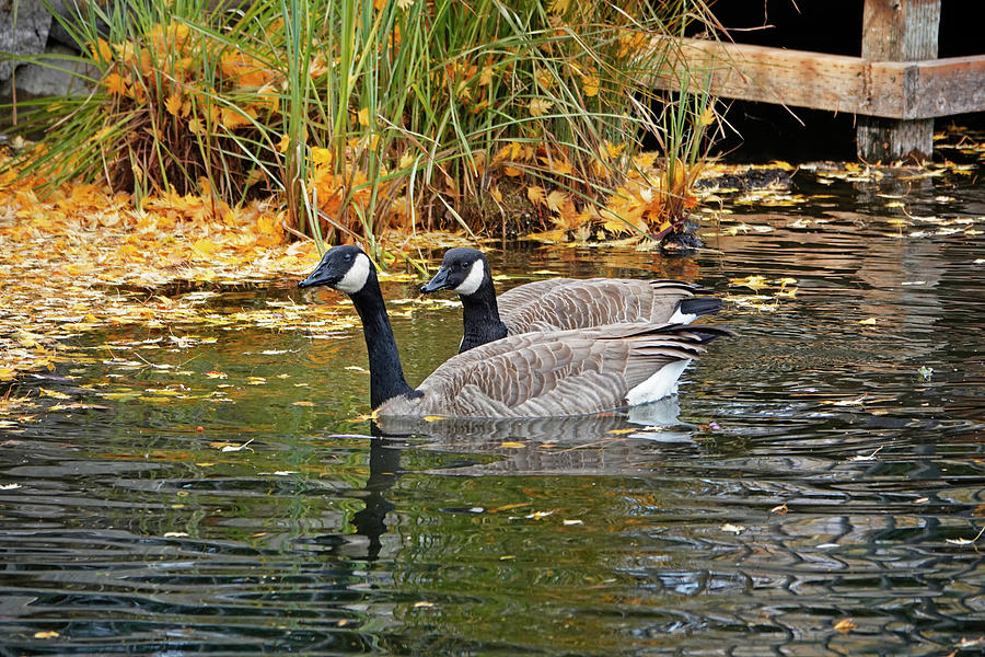 Canada Geese swimming Photograph by Buddy Mays - Pixels