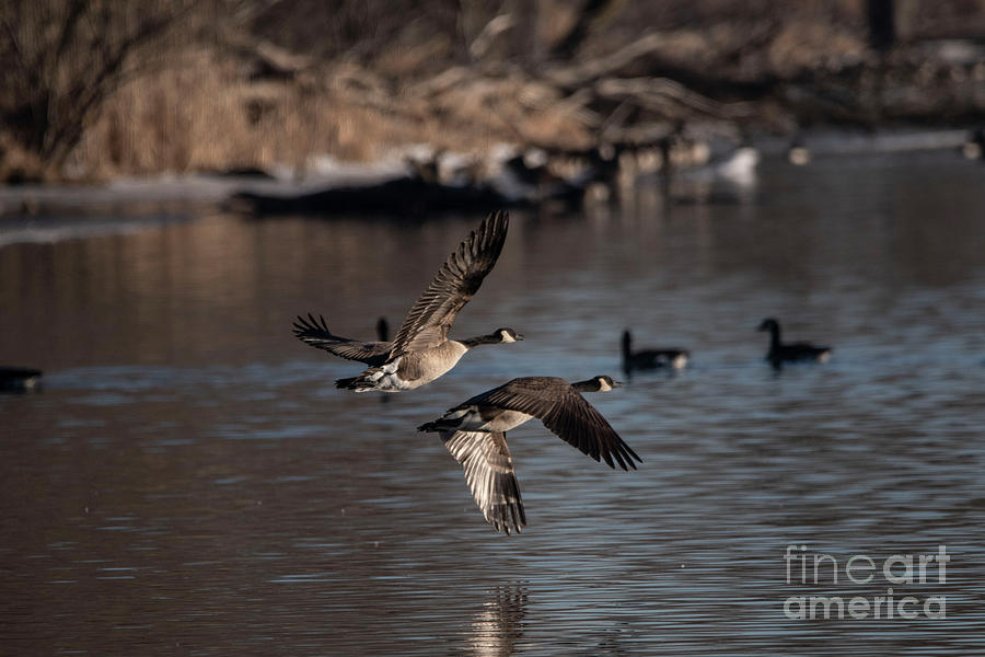 Canada Geese takeoff Photograph by David Bearden