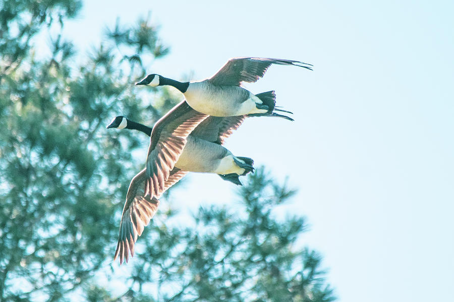Canada Geese Tandem Flight Photograph by Mary Ann Artz