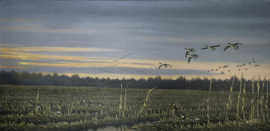 Animal Painting - Canada Geese by Wilhelm Goebel