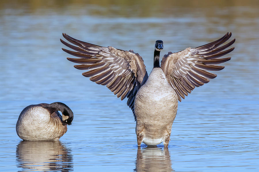 Canada Geese Wing Flap 7653-122418-1 Photograph by Tam Ryan