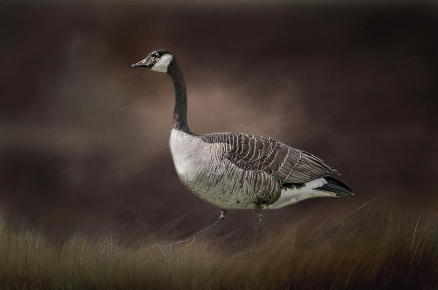 Canada Goose 2 Photograph by Marilyn Wilson